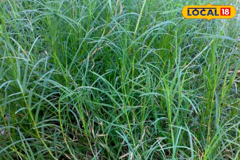 অভিজ্ঞ চিকিৎসক সৌরেন্দু শেখর বিশ্বাস জানান, কোনও কারণে শরীরে ক্ষত সৃষ্টি হয়ে রক্তপাত হলে, হাতের কাছে দূর্বার থেকে ভাল হিমোস্টেটিক বা রক্ত রোধ করার ওষুধ নেই। যার আঘাত লেগেছে সে দূর্বা চিবিয়ে ক্ষতস্থানে লাগালেই মুহূর্তে রক্ত পরা বন্ধ হবে।