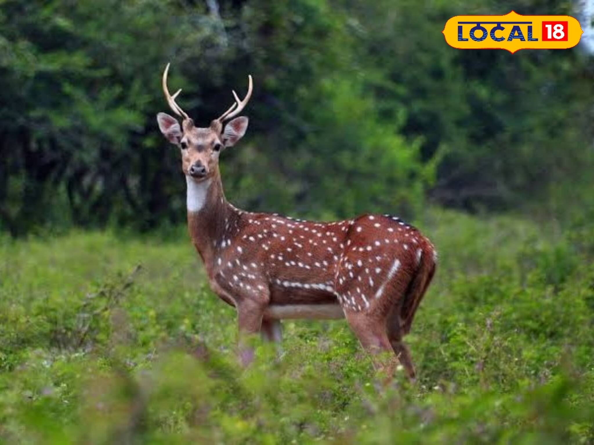 পথ ভুলে লোকালয়ে জোড়া চিতল হরিণ! তারপর যা ঘটল...