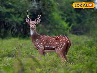 হরিণ  হরিণ