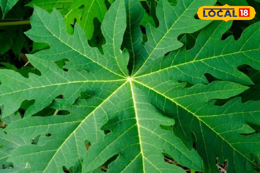 *পেঁপে পাতায় ক্যানসার প্রতিরোধী বৈশিষ্ট্য থাকতে পারে। অ্যান্টি অক্সিডেন্টের উচ্চ ঘনত্ব, ক্যানসার কোষের বৃদ্ধিকে বাধা দিতে উপকারী। পেঁপে পাতার নির্যাস স্তন, লিভার-সহ বিভিন্ন ক্যানসার কোষের বিস্তার রোধে উপযোগী।