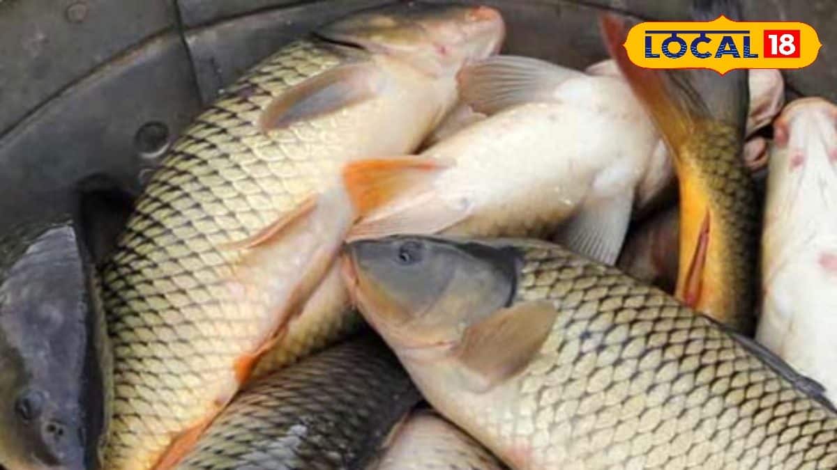 Fish: 'প্রোটিনের পাওয়ারহাউজ' এই মাছ বয়স 'কমিয়ে' দিতে পারে, 'বুড়ো ...