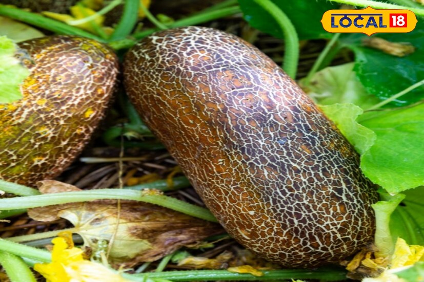 ফাইবার ও ফ্লুইডসমৃদ্ধ ক্ষীরা শরীরে ফাইবার এবং জলের পরিমাণ বাড়ায়। পটাশিয়াম, ম্যাগনেশিয়াম ও ফাইবার থাকার কারণে ক্ষীরা উচ্চ রক্তচাপ নিয়ন্ত্রণে সাহায্য করে থাকে।