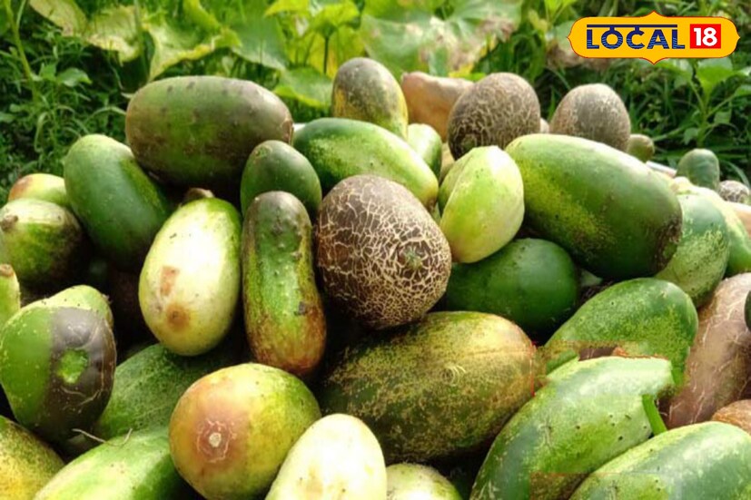 ক্ষীরার রস খেলে আর্থ্রাইটিস, অ্যাগজিমা, হার্ট ও ফুসফুসের সমস্যায় উপকার হতে পারে। মিনারেলসমৃদ্ধ ক্ষীরা নখ ভাল রাখতে বিশেষ উপকারী।