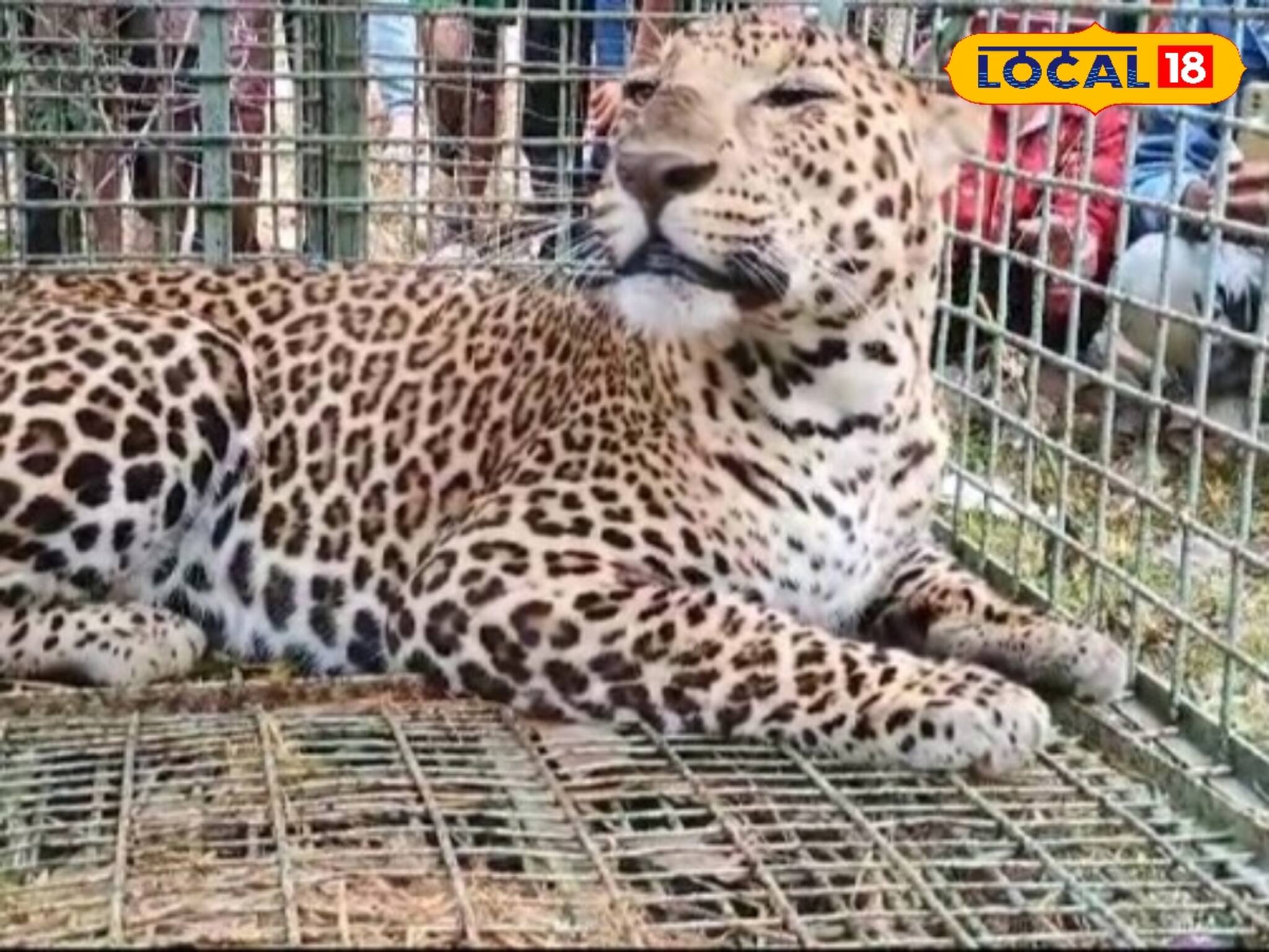 চা বাগানে চিতাবাঘ বন্দি, শ্রমিকরা পেলেন আতঙ্কমুক্তি