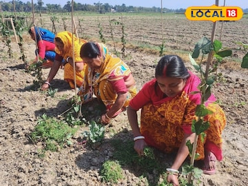 East Bardhaman News: সবজি চাষে উদ্যোগী মহিলারাও, পূর্বস্থলীর এই চাষিদের দেখলে অবাক হবেন East Bardhaman News: সবজি চাষে উদ্যোগী মহিলারাও, পূর্বস্থলীর এই চাষিদের দেখলে অবাক হবেন