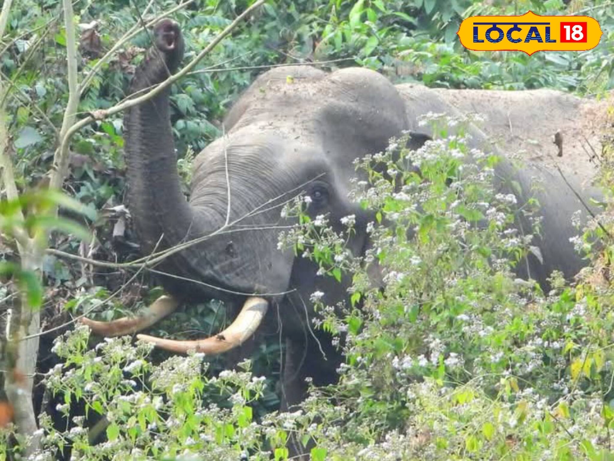 কচি বাকল না পেলেই মাথা খারাপ হয়ে যায়! তার পরেই সুপুরি ক্ষেতে ব্যাপক তাণ্ডব! দেখুন কী করল