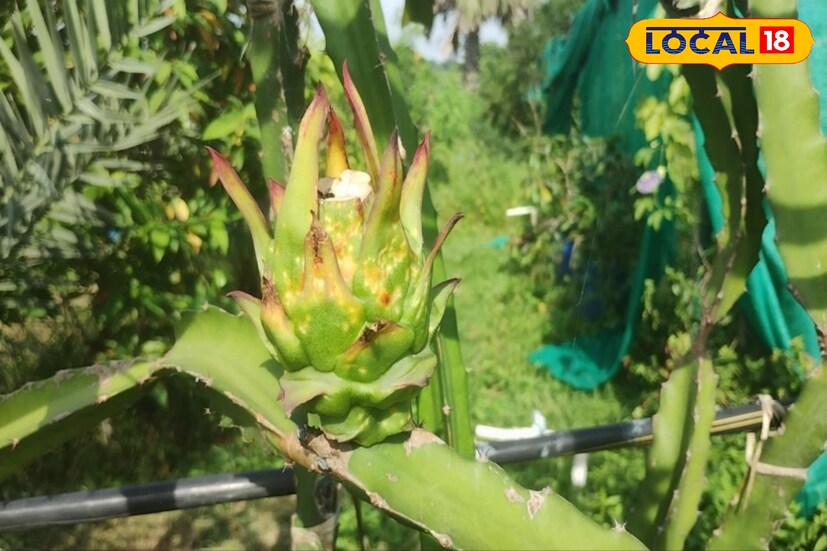 তাছাড়াও যদি বেড়া বা লোহার তার দেওয়া বেড়া থাকে তাহলে আরও সহজেই একদম বিনা মূল্যে চাষ করা যাবে এক্সোটিক এই ফল। পরশমনির ডিরেক্টর অনুপম সেন জানান যে গত বছর এই প্রক্রিয়ায় ড্রাগন ফল চাষ করে প্রায় ১৫- ২০ হাজার টাকা সাশ্রয় করেছেন তারা।