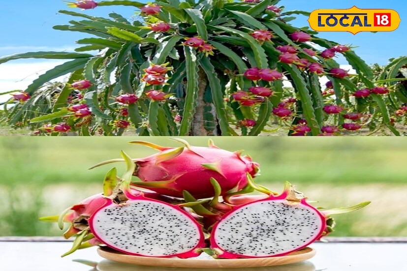 রেড মরোক্কান ড্রাগন ফ্রুট চাষের জন্য বাঁকুড়ার মাটি অত্যন্ত উপযোগী। ক্যাকটাস জাতীয় লতানো এই উদ্ভিদ চাষে বিশেষ খরচ কিছু নেই কারণ, স্বল্প জল আর পরিচর্যা সঙ্গে ছত্রাকনাশক পেলেই দ্রুত গতিতে বেড়ে ওঠে ড্রাগন ফ্রুট এর গাছ। বাঁকুড়ার বিভিন্ন জায়গায় চাষ করা হয় এই এক্সোটিক ফল।