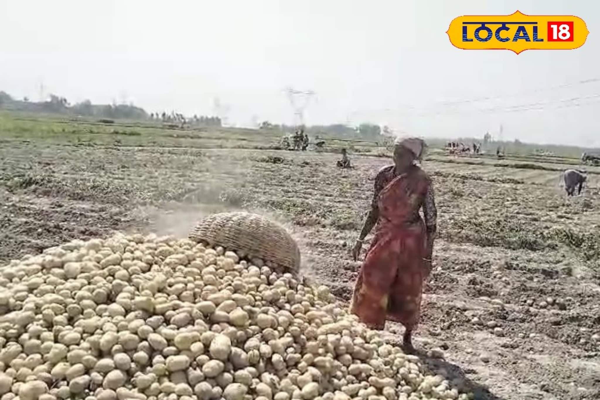 মাঠে আলুর ফলন হয়েছে ব্যাপক! তবুও দাম পাচ্ছেন না আলু চাষিরা