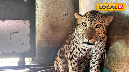 উত্তরবঙ্গ থেকে ঝাড়গ্রাম চিড়িয়াখানায় হয়ে নিয়ে আসা হয়েছে নতুন চিতাবাঘ।