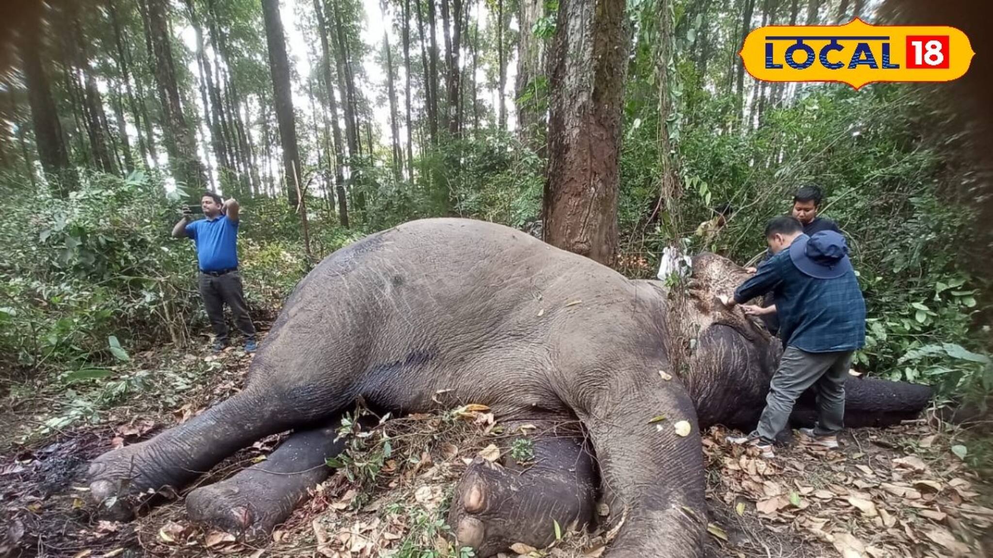 Elephant Death: টাস্কারের দাঁতে ক্ষতবিক্ষত মাকনা হাতির দেহ! বনকর্মীরা যাওয়ার আগেই সব শেষ