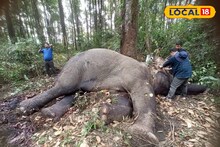 টাস্কারের দাঁতে ক্ষতবিক্ষত মাকনা হাতির দেহ! বনকর্মীরা যাওয়ার আগেই সব শেষ