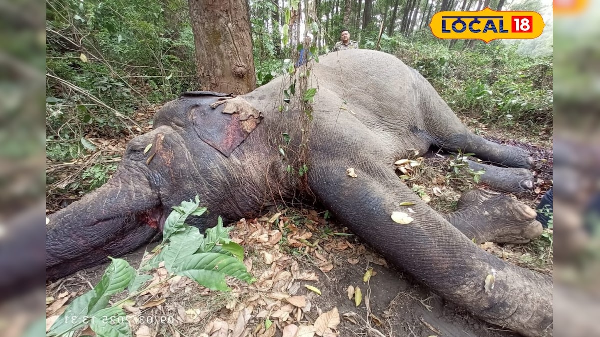 Elephant Death উত্তরবঙ্গে জঙ্গলে টহল দেওয়ার সময় হঠাৎ নজরে পড়ল মৃত হাতি, চাঞ্চল্য North Bengal news young female elephant died mysteriously forest department starts investigation