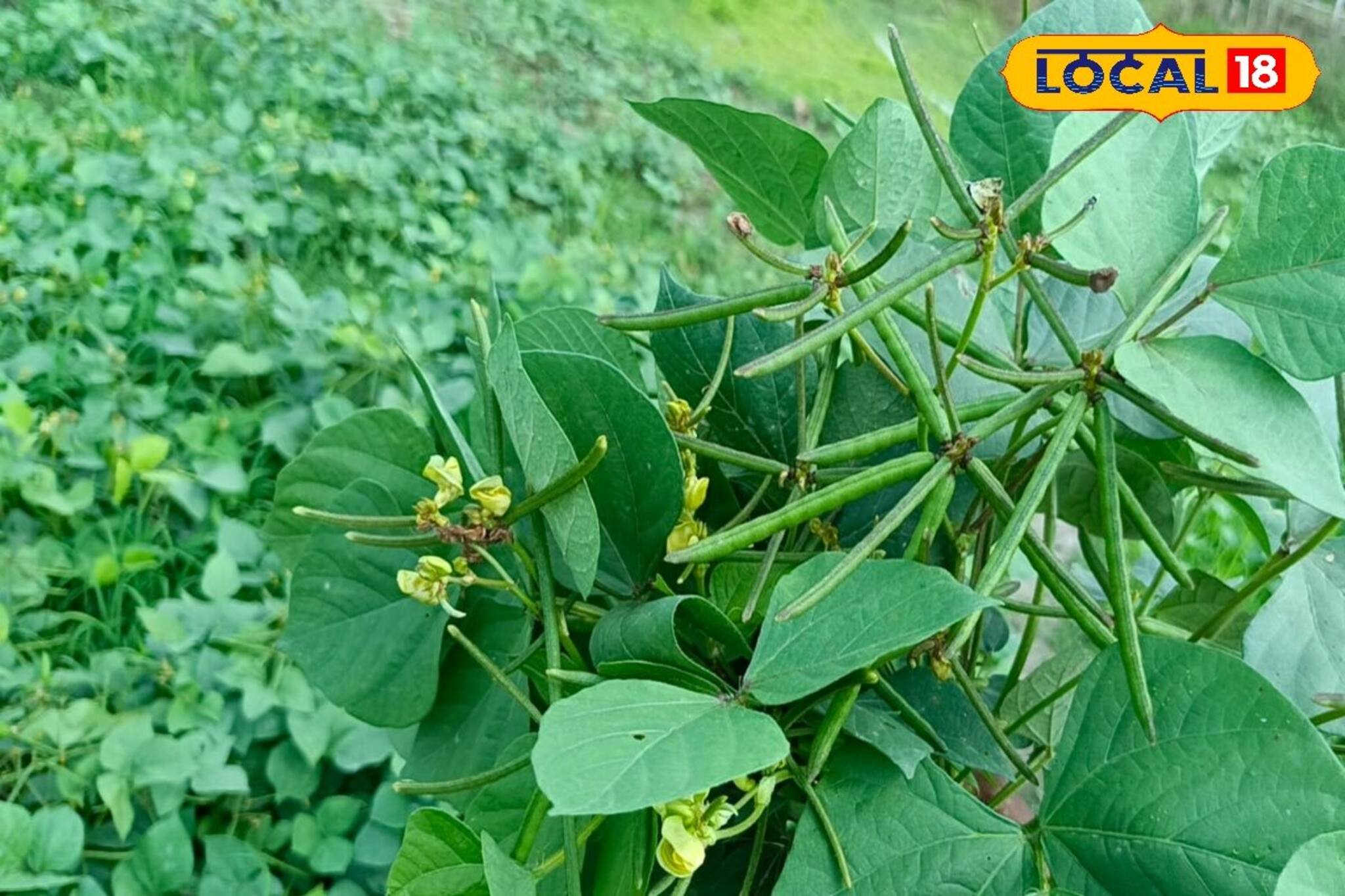 ডালজাতীয় শস্যের ফলন বাড়াতে জমিতে ছাড়তে হবে ব্যাকটেরিয়া, মিলবে উপকার 