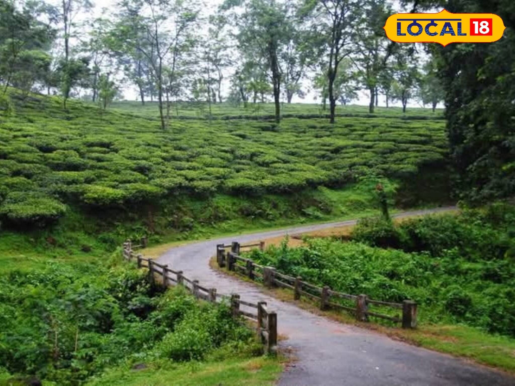 পুরনো চাল ভাতে বাড়ে! ১০ বছর পর জলপাইগুড়ি চা নিলাম কেন্দ্র খুলতেই গড়ল নতুন নজির