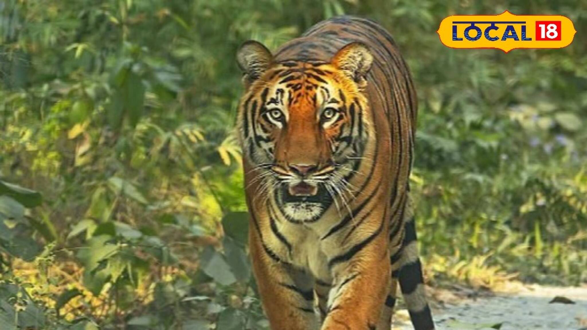 বাঘ, ভল্লুক, হাতি দত্তক নেবেন? ভাবছেন এটাও আবার সম্ভব...! একদম সত্যি, কোথায় খোঁজ করবেন?