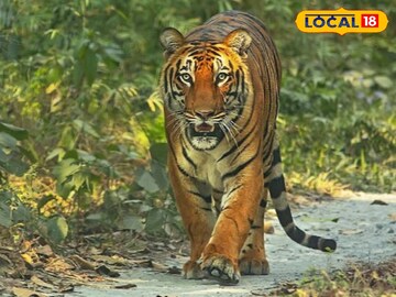 বাঘ,