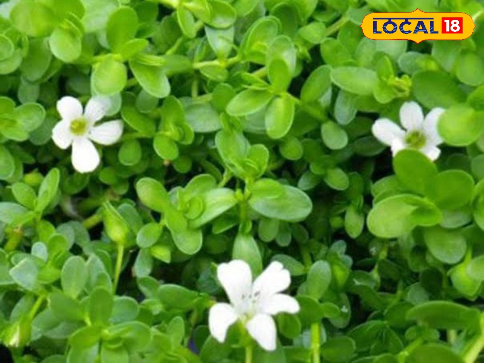 ব্রাহ্মী শাক শুধু স্মৃতিশক্তি বাড়ায় না! ডায়াবেটিসকে বশে রাখে! জানুন আর্য়ুবেদিক গুণ