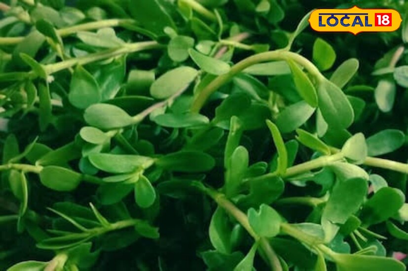 মেধা বর্ধনে ব্রাহ্মী! যুগ যুগ ধরে মেধা বর্ধনে প্রকৃতিতে বেড়ে ওঠার এই গাছের নাম বারবার উঠে আসে। কিভাবে এই জিনিসের প্রকৃত লাভবান হওয়া যাবে সে বিষয়ে সঠিক ধারণা অধিকাংশ মানুষেরই অজানা। খুব সহজ উপায়ে ব্যবহার করে লাভবান হতে পারেন।এ বিষয়ে বিস্তারিত জানাচ্ছেন অভিজ্ঞ চিকিৎসক।