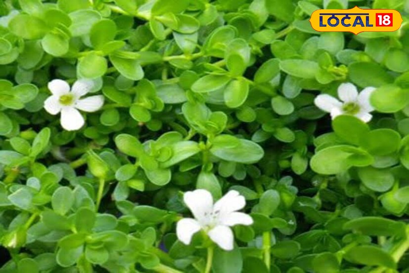 আয়ুর্বেদ চিকিৎসায় ভেষজ হিসাবে ব্রাহ্মী শাকের দারুন গুরুত্ব রয়েছে। এতে রয়েছে অ্যান্টিঅক্সিডেন্ট। মেধা বর্ধনের পাশাপাশি মস্তিষ্কের চাপ কমাতে সাহায্য করে। মস্তিষ্কের টিস্যু তৈরিতে সাহায্য করে। রোগ প্রতিরোধ ক্ষমতা বাড়াতে সাহায্য করে।