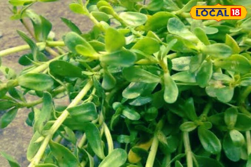 এ প্রসঙ্গে অভিজ্ঞ চিকিৎসক ডাঃ সৌরেন্দু শেখর বিশ্বাস জানান, ব্রাহ্মী শাক উপকারী মনে ভরপুর। তবে মেধা বর্ধনে এই শাকের জুড়ি নেই। ব্রাহ্মী শাক কাঁচা ব্যবহারে ব্রাহ্মী শাকের উপকারী গুণ পাওয়া যায় না। মেধা বাড়াতে প্রতিদিন কয়েকটা ব্রাহ্মী গাছে ডগা নিয়ে সামান্য ঘি ছিটিয়ে ঢাকা দিয়ে অল্প ভেজে খেলে উপকার পাওয়া যায়।যথাযথ উপকার পেতে বিশেষজ্ঞের পরামর্শ মেনে ব্যবহার করুন।