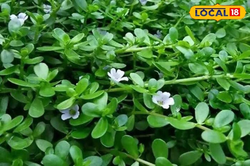 ব্রাহ্মী এই শাক নানা ভেষজ গুনে ভরপুর। তবে এর সবচেয়ে উপকারিতা মেধা বর্ধনে। গ্রাম অঞ্চলের মানুষের হাতের কাছে আনাচে-কানাচে দেখা যায়। কিন্তু প্রকৃত ব্যবহার না জেনে অনেকেই ভুল উপায়ে ব্যবহার করে সঠিক উপকার থেকে বঞ্চিত হয়।