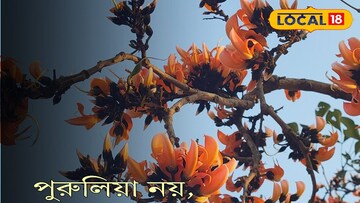 পলাশ