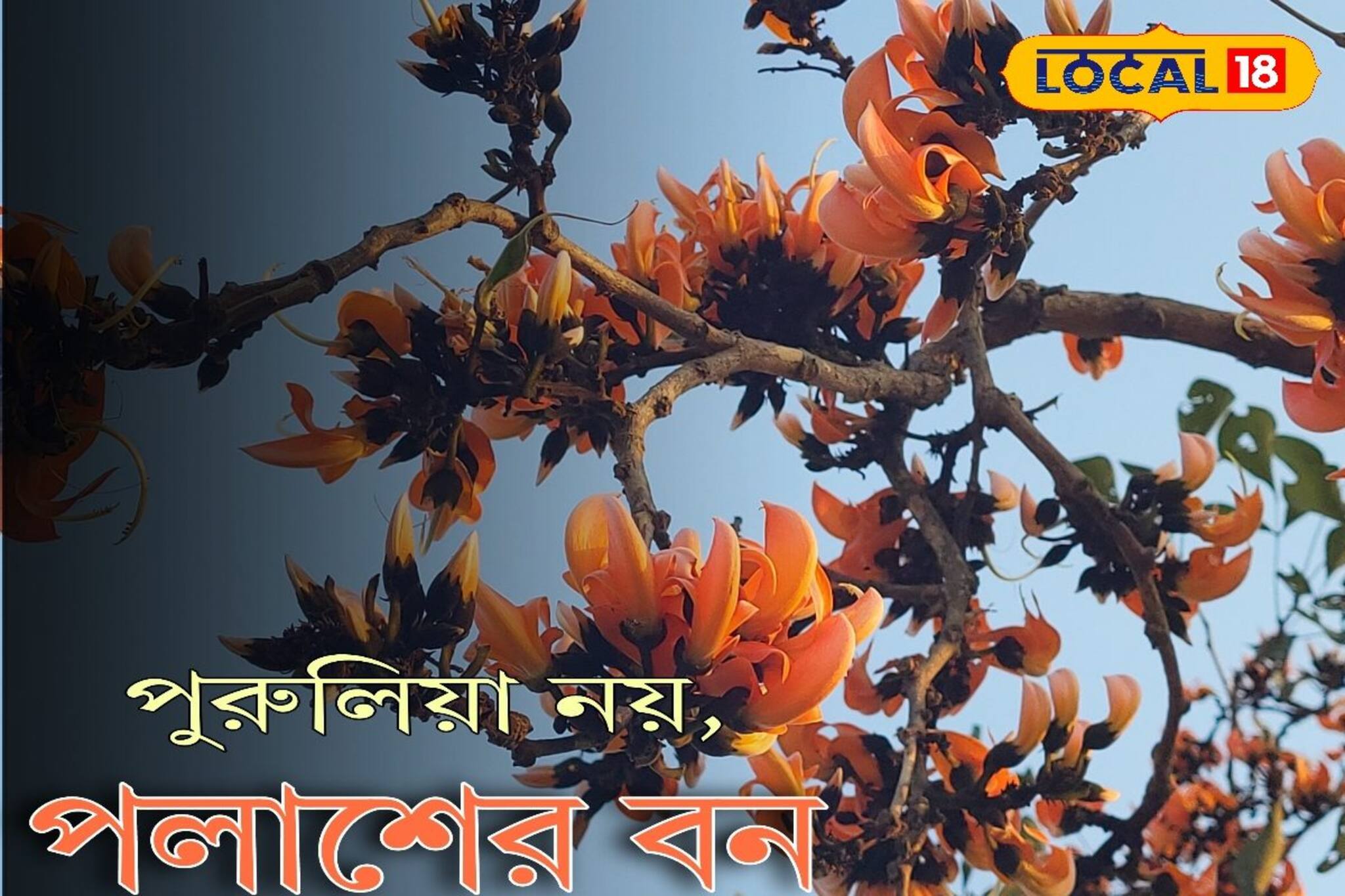 পুরুলিয়া কিংবা বাঁকুড়া নয়, কোথায় আছে এই লাল টুকটুকে পলাশ বাগান? দেখলে চোখ জুড়িয়ে যাবে