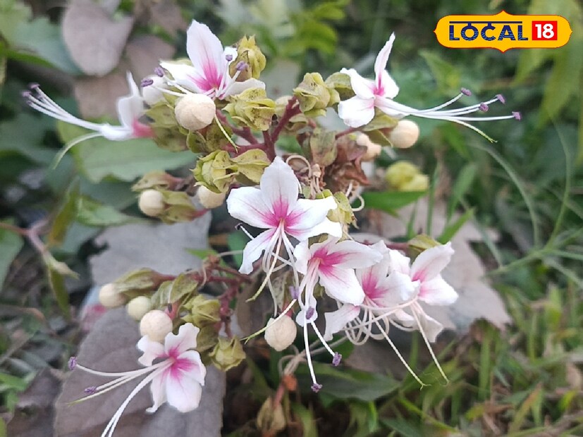 চর্মরোগের জন্য উপকারী - যে কোনও চর্মরোগের  জন্য ঘেঁটু গাছের পাতাকে থেঁতো করে রাতে শোয়ার সময় প্রলেপ দিয়ে রাখতে হয়। চার-পাঁচ দিন করলেই চর্মরোগ থেকে সহজে মুক্তি মেলে।