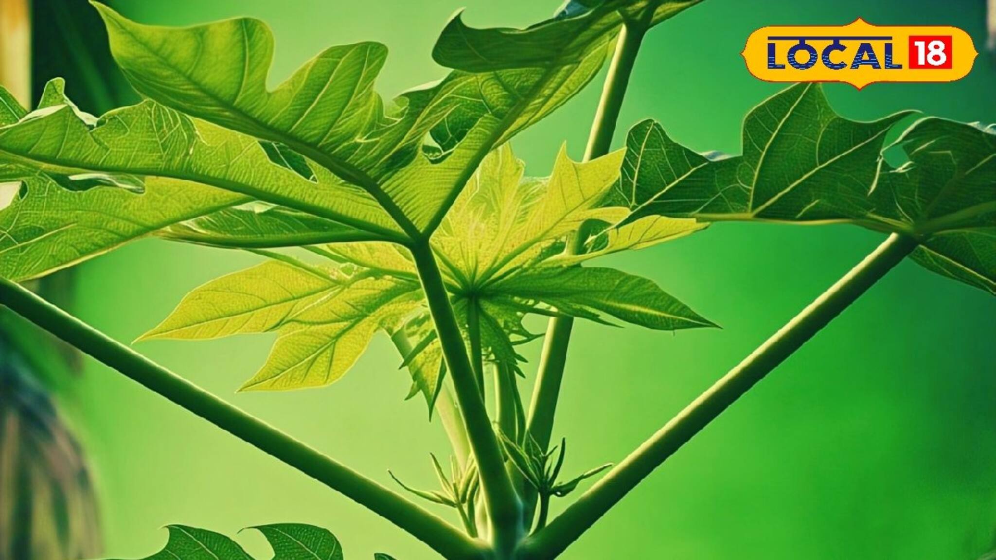 Dengue Recovery Tips: প্লেটলেট বাড়বে হু হু করে, ডেঙ্গি ও টাইফয়েডের মহৌষধ এই পাতা, জেনে নিন খাবেন কীভাবে