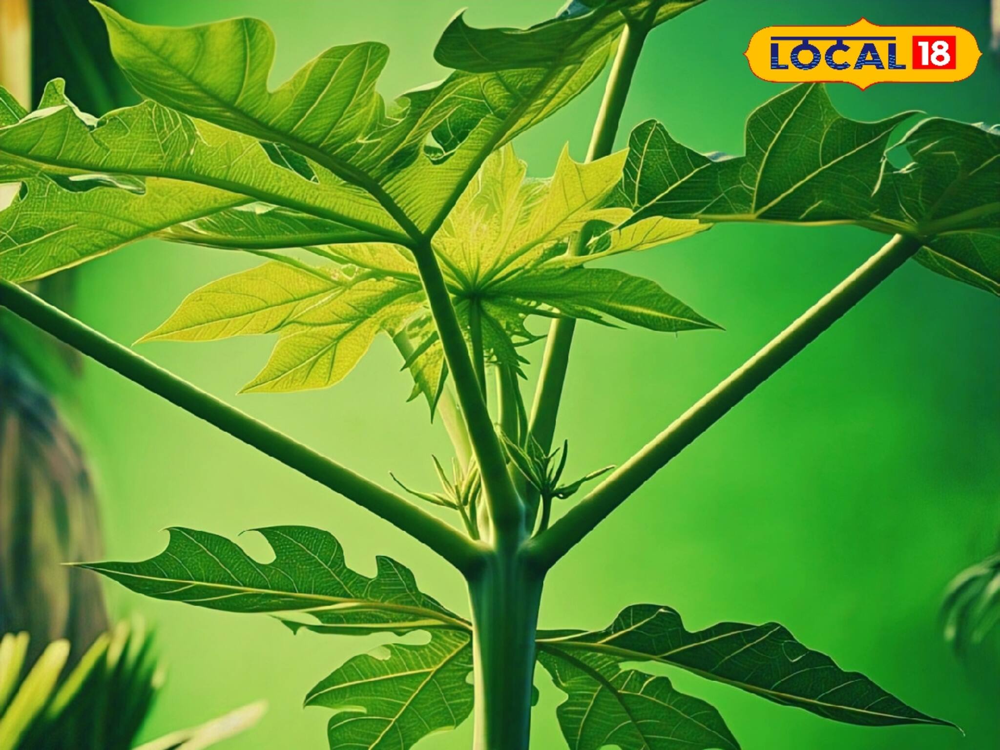 প্লেটলেট বাড়বে হু হু করে, ডেঙ্গি ও টাইফয়েডের মহৌষধ এই পাতা, জেনে নিন খাবেন কীভাবে