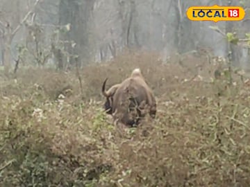 বাইসন বাইসন