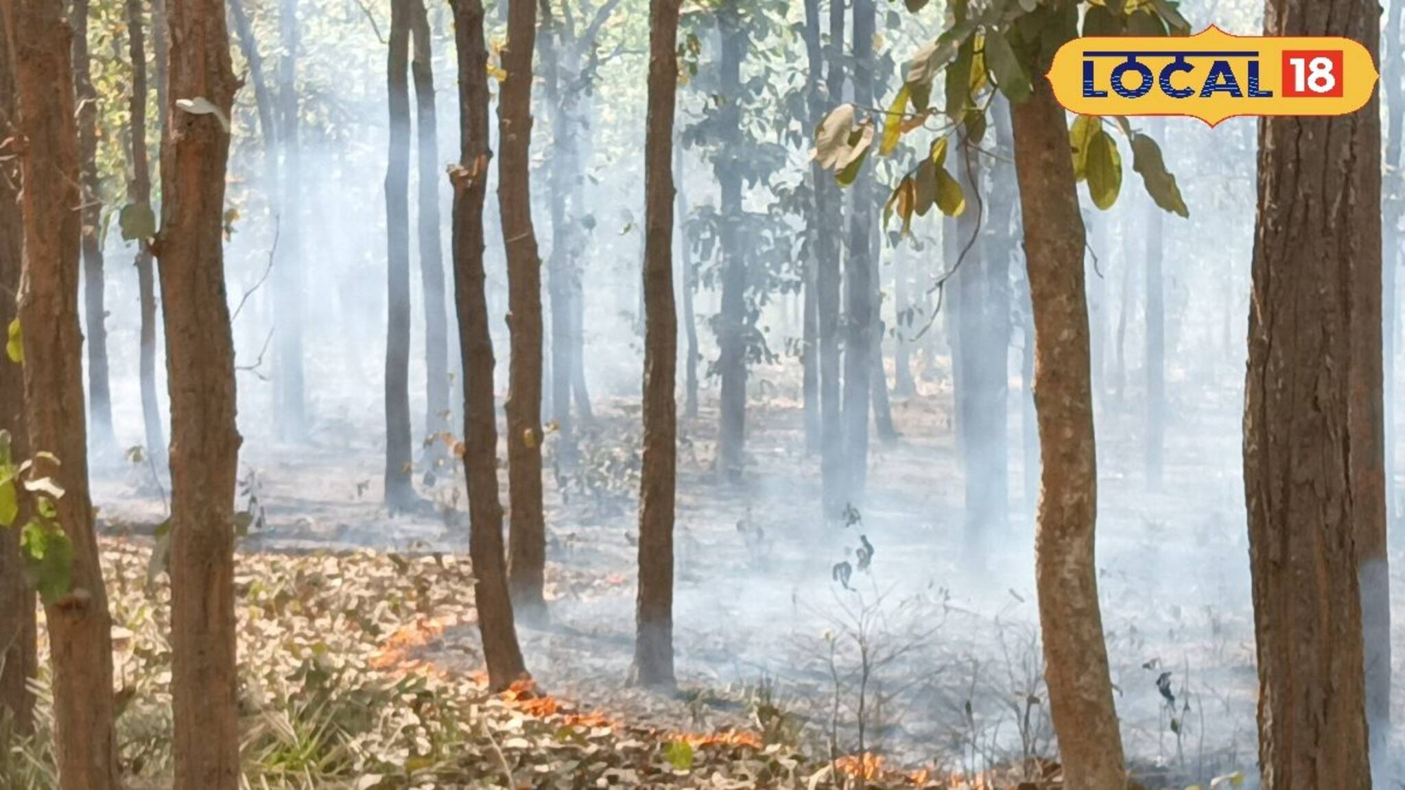 দাউ দাউ করে জ্বলছে আগুন! ছারখার জঙ্গল...এ কী অবস্থা? পাতা ঝরার মরশুমে বেহাল বাস্তুতন্ত্র