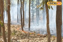 দাউ দাউ করে জ্বলছে আগুন! ছারখার জঙ্গল...এ কী অবস্থা? পাতা ঝরার মরশুমে বেহাল বাস্তুতন্ত্র