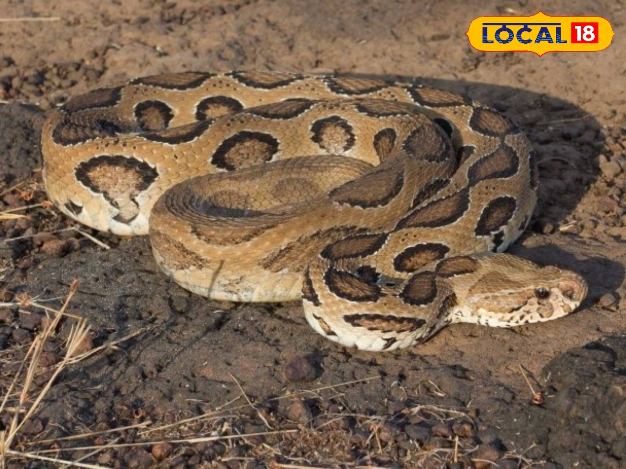 বাড়ির বারান্দায় ফোঁসফোঁস করছে বিষধর! দেখেই চিল চিৎকার!...তার পর যা হল, শিউরে উঠবেন!