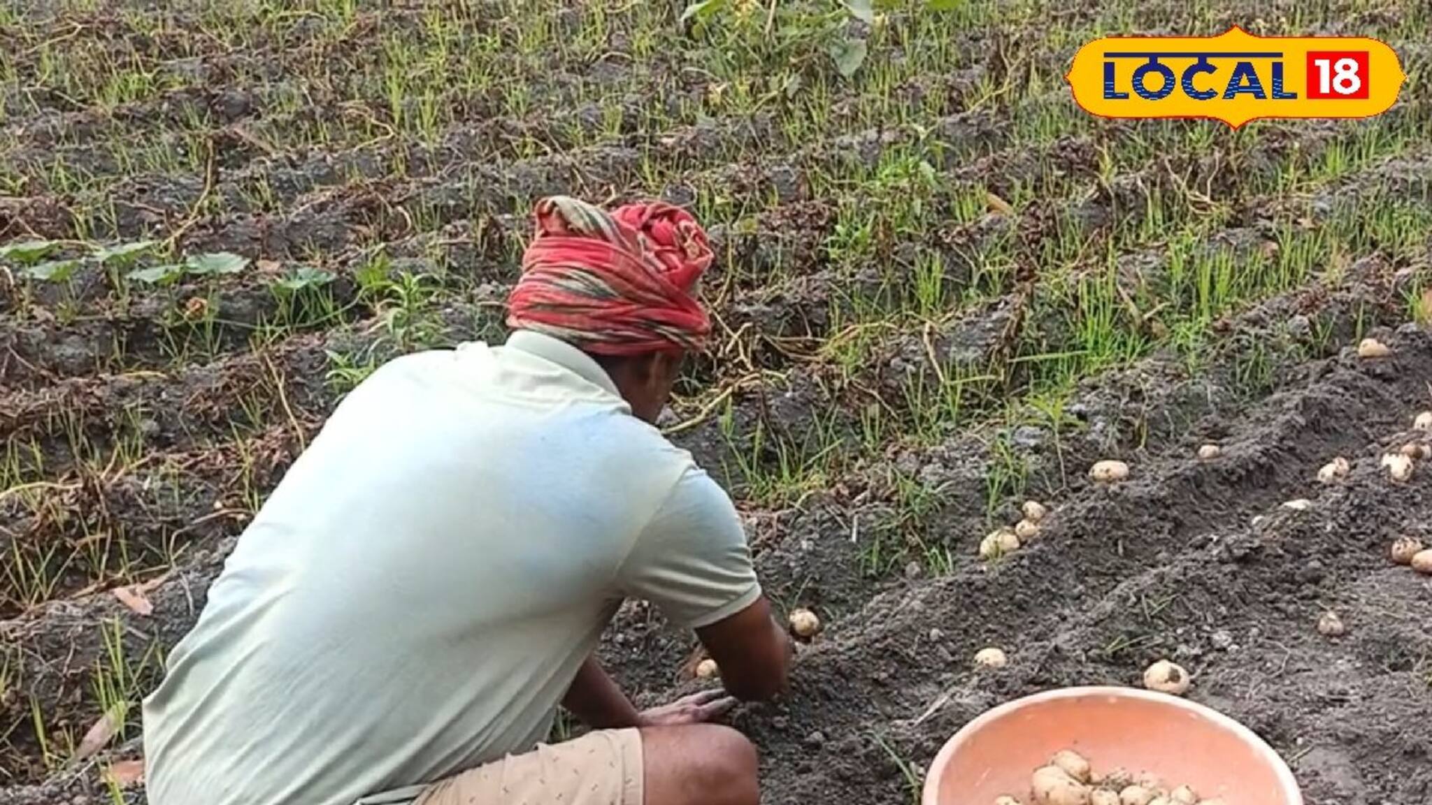 Potato Harvesting: শেষ হয়নি আলু তোলার কাজ! আবহাওয়ার খামখেয়ালিতে চিন্তায় বহু কৃষক