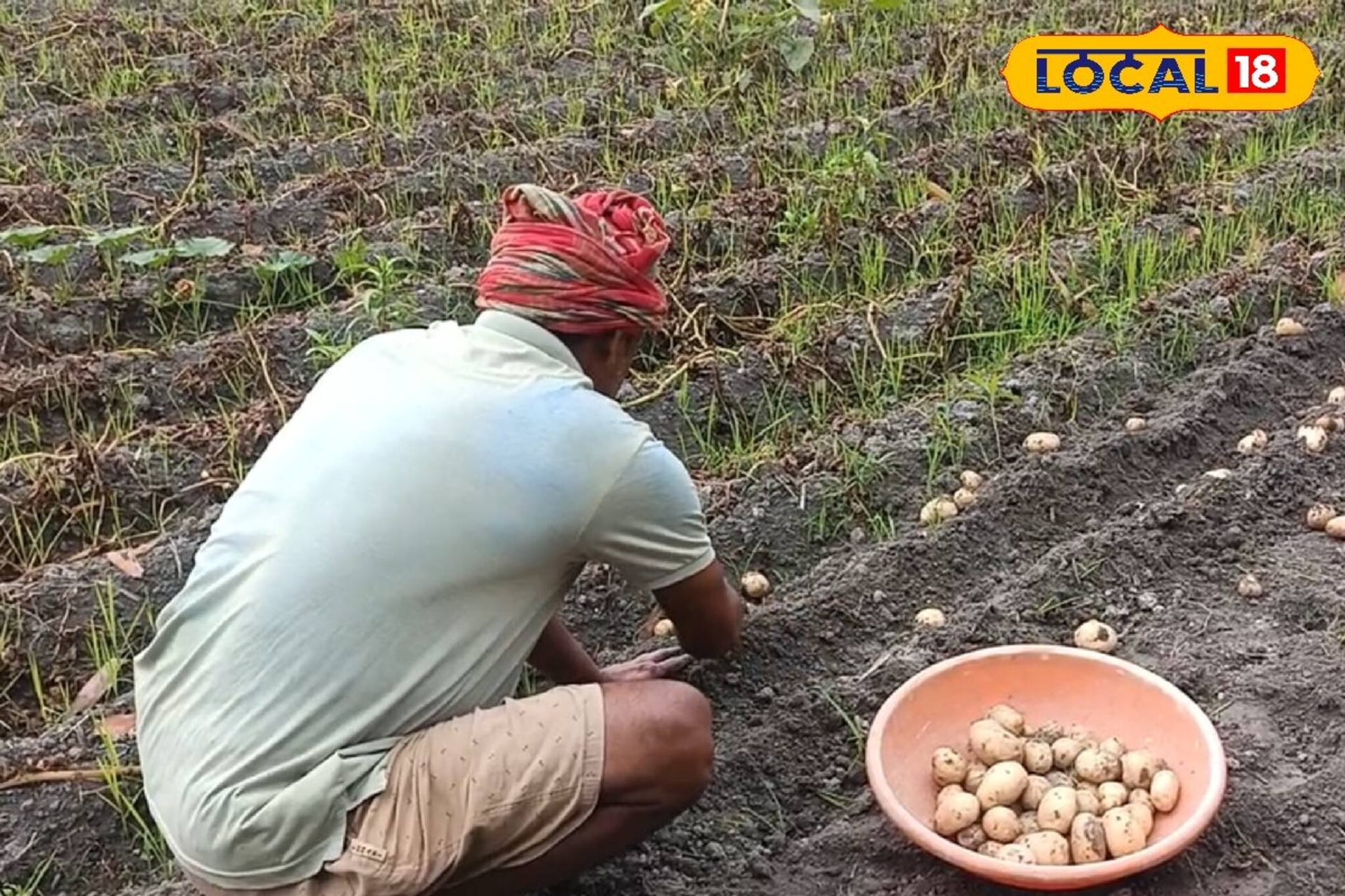 শেষ হয়নি আলু তোলার কাজ! আবহাওয়ার খামখেয়ালিতে চিন্তায় বহু কৃষক