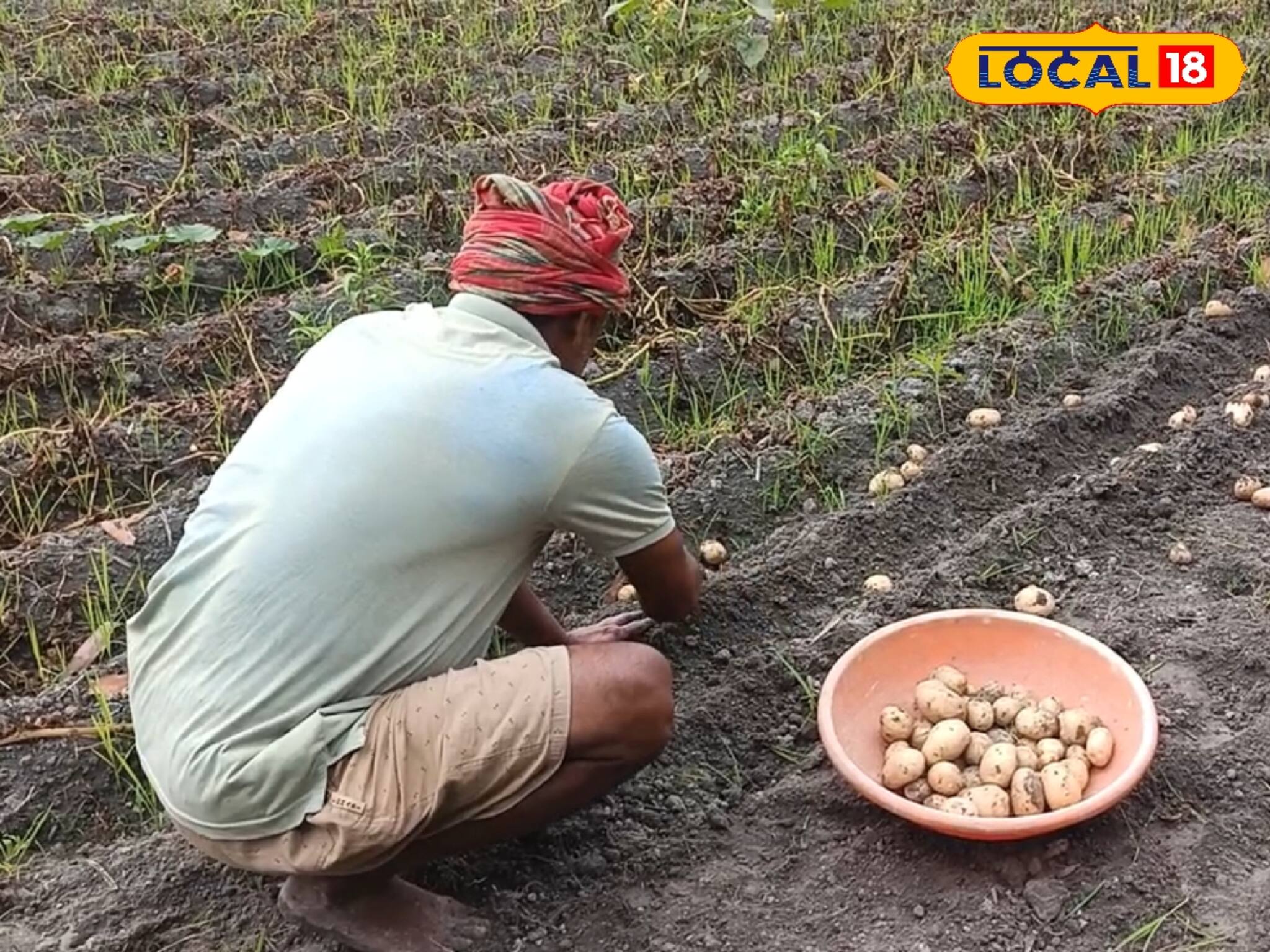 শেষ হয়নি আলু তোলার কাজ! আবহাওয়ার খামখেয়ালিতে চিন্তায় বহু কৃষক