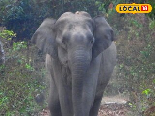 হাতি  হাতি