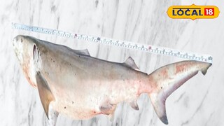 উদ্ধার হওয়া বেবি শার্ক উদ্ধার হওয়া বেবি শার্ক