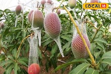 একটি আম লাখ টাকা! বিশ্বের সবচেয়ে দামি 'আম' এই গাছেই ফলে! চিনে নিন সঠিক গাছ, ঠকবেন না যেন!