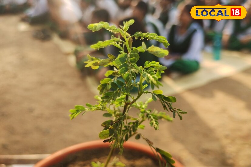 প্রাচীন ভারতবর্ষ থেকে ঋষি মুনিরা ব্যাবহার করে আসছেন এই ভেষজ গাছ। । ভাল পরীক্ষা দিতে তুখোড় স্মৃতি শক্তি একটা মস্ত অ্যাডভান্টেজ। স্মৃতি শক্তি বাড়াতে এই সহজলভ্য গাছের সাহায্য নিতে পারেন। স্মৃতি শক্তি তো বাড়বেই তাছাড়াও বাড়বে রোগ প্রতিরোধ ক্ষমতা।