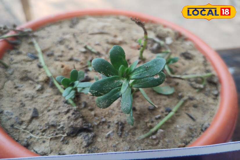 এই বিশেষ গাছের পাতা কিংবা রস, দ্রুত গতিতে বাড়বে স্মৃতিশক্তি। বাজারের হাজার হাজার টাকার সাপ্লিমেন্ট ফেইল করে যাবে এই গাছের সামনে। একটা টাকাও খরচ নেই, নেই কোনও সাইড এফেক্ট।