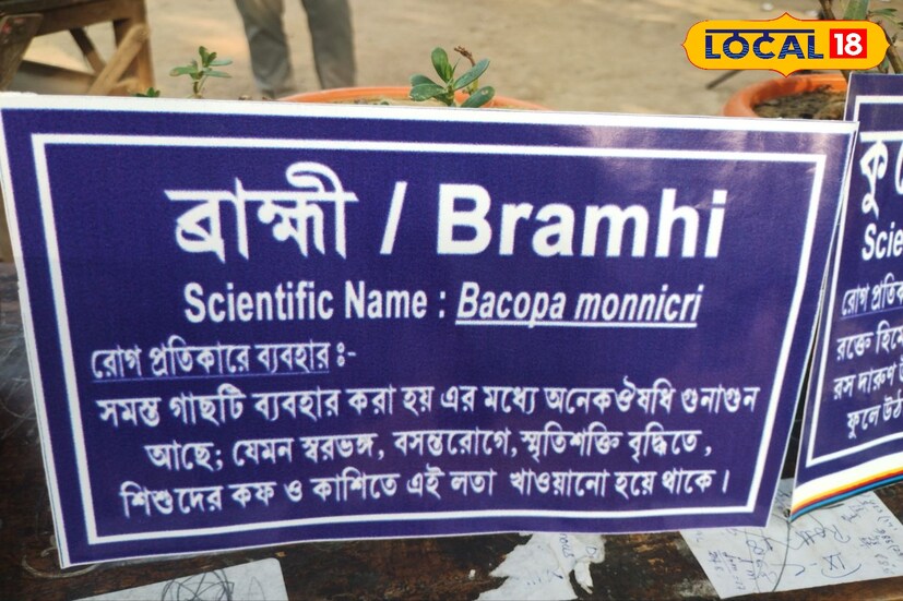 এই ভেষজ উদ্ভিদ ধারাবাহিক ভাবে ব্যাবহার করলে কেটে যাবে সব রকম মানসিক চাপ। পড়াশোনায় বাড়বে ফোকাস এবং শেষ প্রস্তুতি হবে তুঙ্গে। গাছটির নাম হল ব্রাহ্মী শাক।