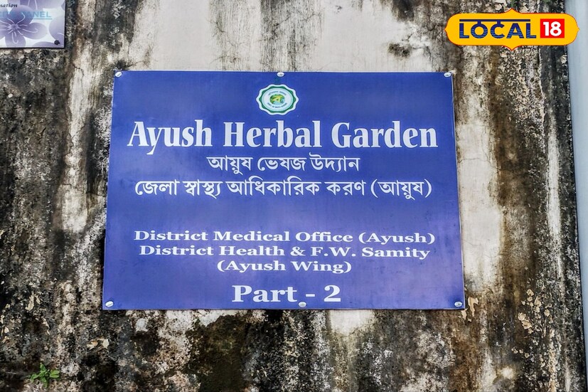 আয়ুষ শাখা,বাঁকুড়ার তরফ থেকে এই গাছ বিনামূল্যে আগ্রহীদের দেওয়া হবে। শুধু মাত্র যোগাযোগ করলেই হল। আয়ুষ শাখা,বাঁকুড়ার ছাদ বাগানেও রয়েছে এই ম্যাজিকাল গাছ।