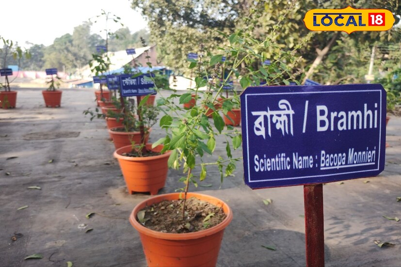 আয়ুষ শাখা মেডিক্যাল অফিসার বললেন, 