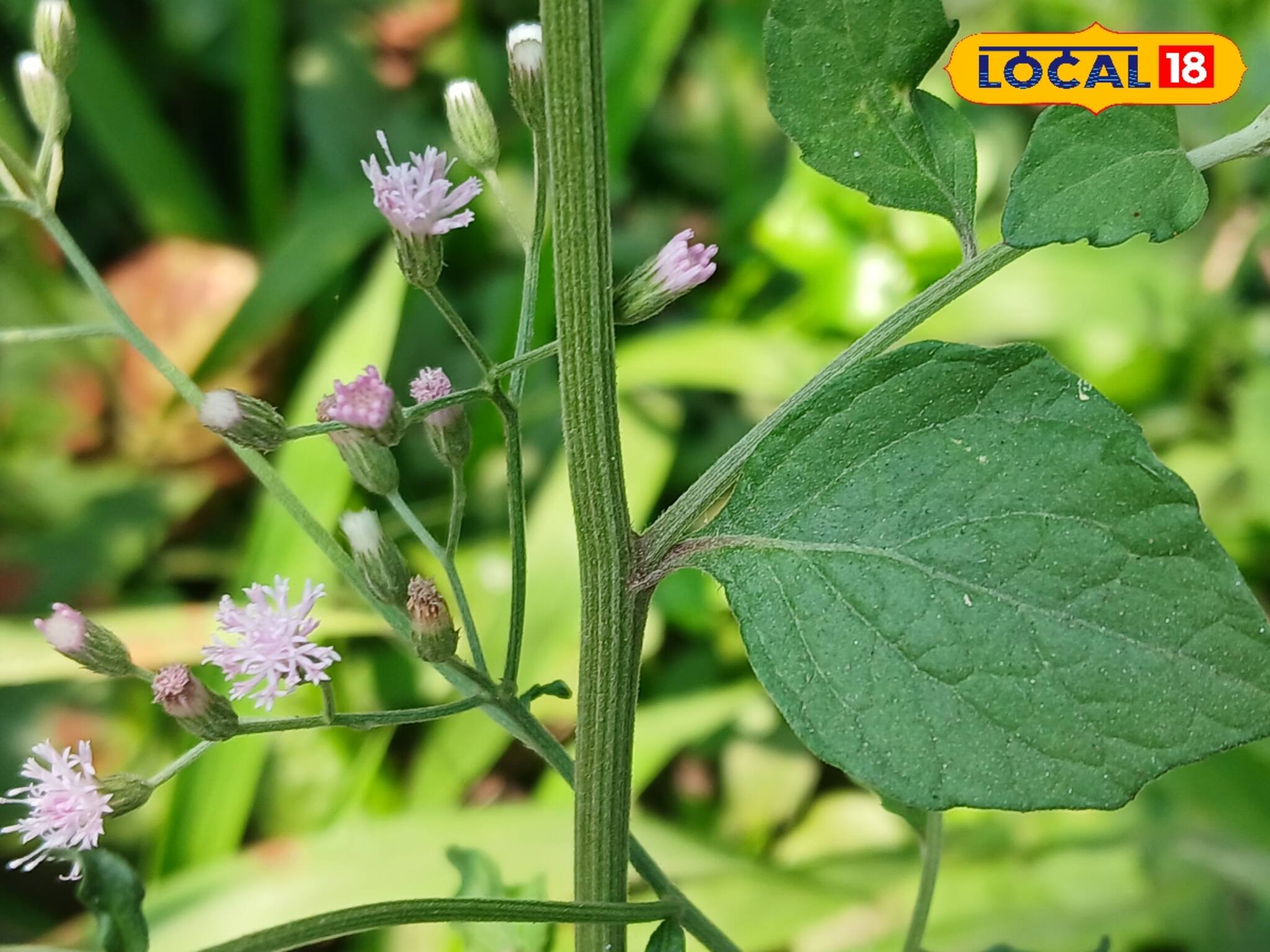ঝোপজঙ্গলের বুনো এই আগাছায় নিপাত যাবে কিডনির রোগ! সারবে প্রস্রাবের অসুখ! ব্লাডপ্রেশারের যম