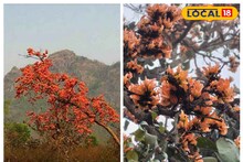 রাশি রাশি ফুলে রাঙা চারপাশ, 'আগুন' নেভার আগে ছুঁয়ে আসুন পলাশবন! জীবনে ভুলতে পারবেন না...