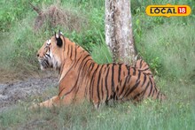 সুন্দরবনে আর দেখা মিলবে না মুখ্যমন্ত্রীর প্রিয় 'সোহানের'! সোহানি চলে যেতেই মৃত্যু সোহানেরও