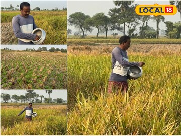 ডাল শস্য চাষ  ডাল শস্য চাষ